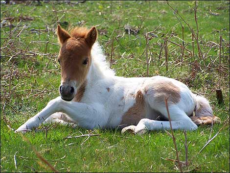 foal_ring_470x353.jpg
