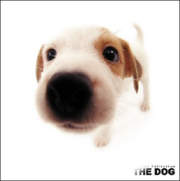 ArtlistTheDogJackRussellTerrier.jpeg