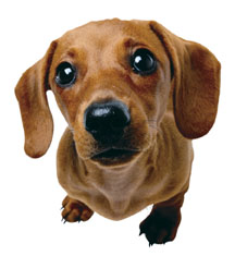 DACHSUND.jpg